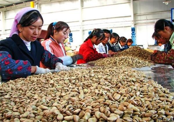 第十九届 中国农产品加工业洽谈 会 在 驻马店 举行