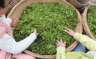 乌牛早 早茶品种可能冒充正宗信阳毛尖新茶提前上市